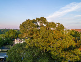 Level 7 East